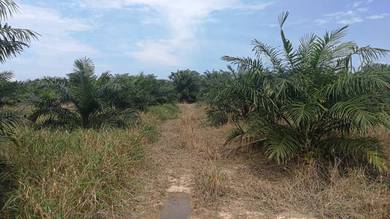Sematan Plantation Land For Sale 