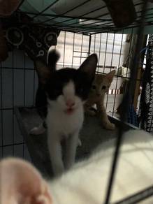 kucing free untuk di adopt