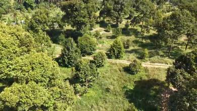 Pahang Raub 8.7 Acre Musang King / D24 Durian Farm Agriculture Land