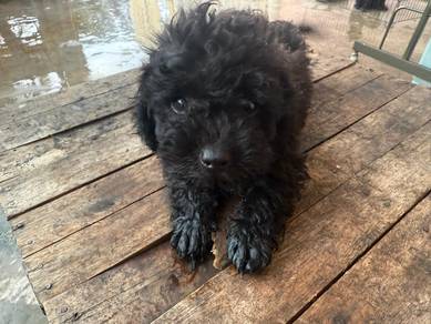 Rehome with Fee