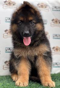 German shepherd