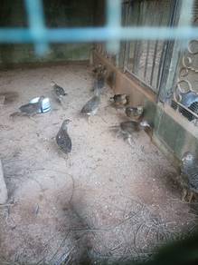 Anak kuang red golden