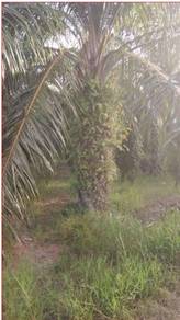 Tanah Sawit Kg Banting Sabak Bernam utk dijual