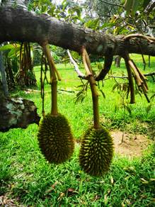Kupang Kubang Panjang