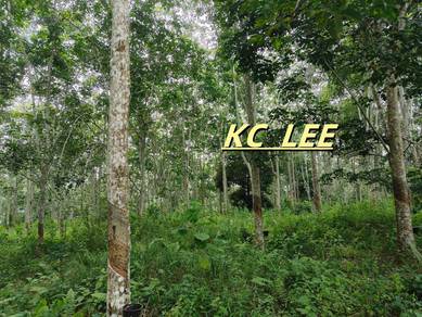 5.03 Acres Agricultural Land For Sale | Sauk |Perak