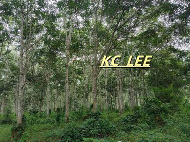 5.03 Acres Agricultural Land For Sale | Sauk |Perak