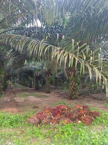 For Sale Ladang Sawit 2500 Acre @ Parit Raja Johor