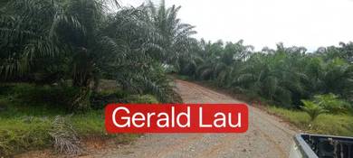 CL Agriculture Land|Palm Estate|Palm Tree|Telupid|Beluran|Sabah