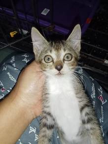 kitten jantan umur 3bln