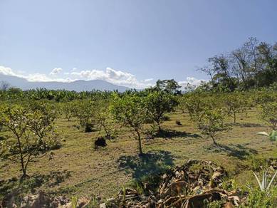 10 acre Batang Kali (agricultural Land)  (plantation)