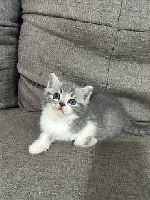 Bsh Kitten