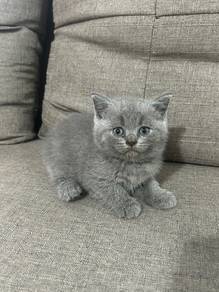Bsh Kitten