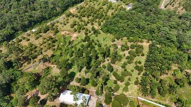 Freehold Dusun Kebun Durian Batang kali