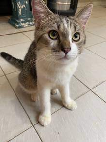 BSH British Shorthair Tabby White