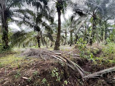 Tanah Kebun Kelapa Sawit Parit Lapis Maimon Batu Pahat