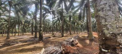 LAND For SALE KLUANG JOHOR