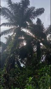 Lahad Datu Oil Palm Land At Dam Road