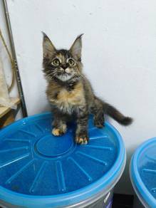 female mainecoon 