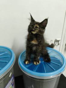 female mainecoon 