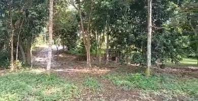 Tanah Kebun Tepi Jalan K.Kangsar Perak - Geran Individu