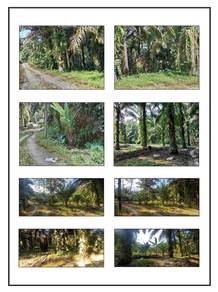 Tanah Pertanian Untuk Dijual di Lata Kinjang, Chenderiang, Perak.