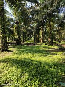 Tanah Kebun Kelapa Sawit (6 Ekar)