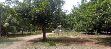 Palm Oil Land @ Batu Balai Ulu Cheka Jerantut Pahang For Sale