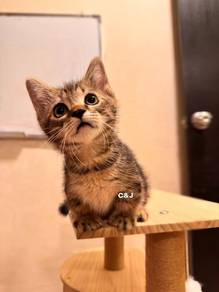 munchkin