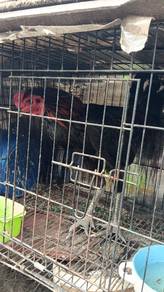 ayam laga