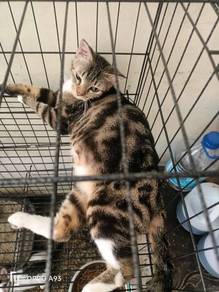 kucing jinak ingin dilepaskan.