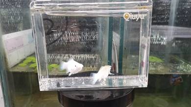 molly platinum white ballon fish