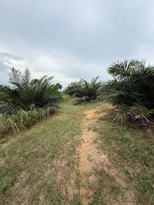 10 ekar Serapoh Parit Malay Rezab Freehold tahun pokok muda