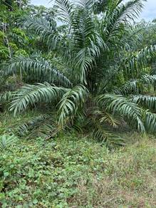10 ekar Serapoh Parit Malay Rezab Freehold tahun pokok muda