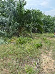 10 ekar Serapoh Parit Malay Rezab Freehold tahun pokok muda