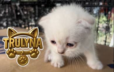 Silver SCOTTISH FOLD BRITISH SHORT HAIR KITTEN