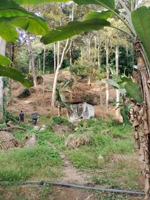 BALIK PULAU TANAH KEBUH DURIAN, Penang