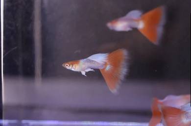 Albino Golden Red Sky Guppy Fish