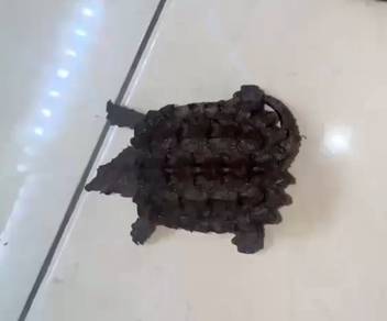 AST Snapping Turtle Kura
