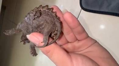 AST Snapping Turtle Kura