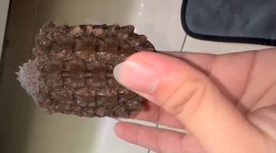 AST Snapping Turtle Kura