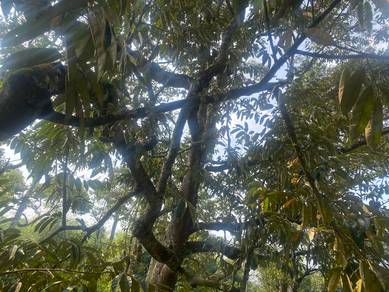 Dusun durian freehold segamat johor