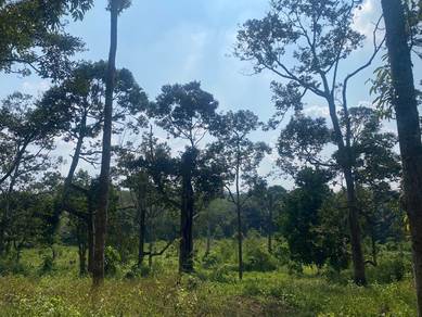 Dusun durian freehold segamat johor