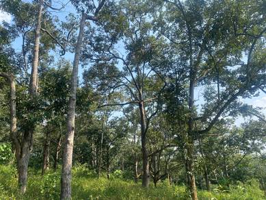 Dusun durian freehold segamat johor