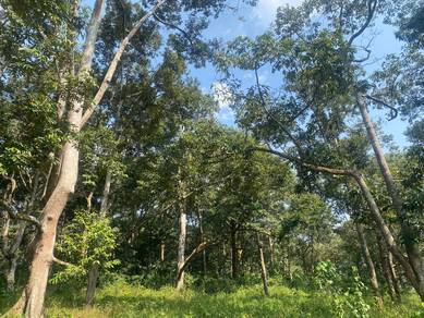 Dusun durian freehold segamat johor