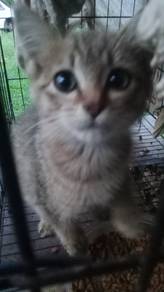 kucing parsi