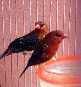 Burung strawberry