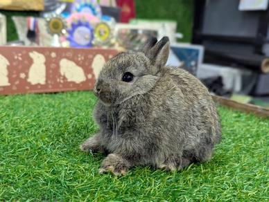 Arnab Netherland Dwarf Rabbit, CNj
