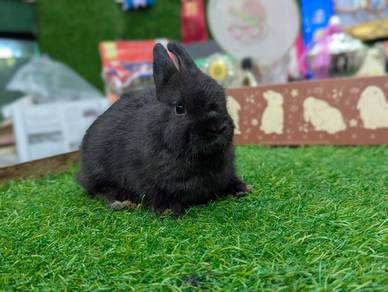 Arnab Netherland Dwarf Rabbit, CN
