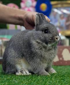 Arnab Netherland Dwarf Rabbit, Opal