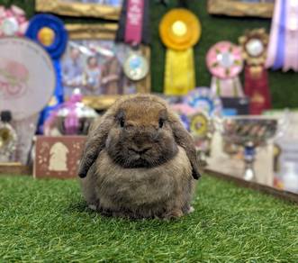 Arnab Holland Lop Rabbit, tort
